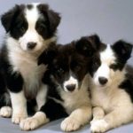 Самые умные и преданные породы собак — ТОП-10