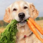 Можно ли собаке давать морковь: польза и вред