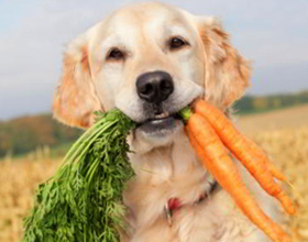 Можно ли собаке давать морковь