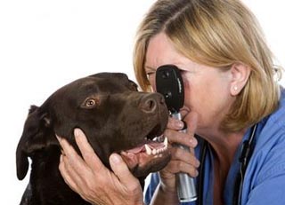 Собака с глазным врачем