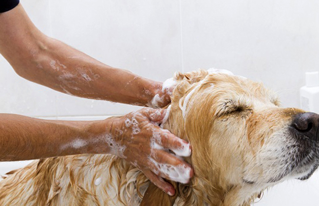 Мытье собаки шампунем от грибка