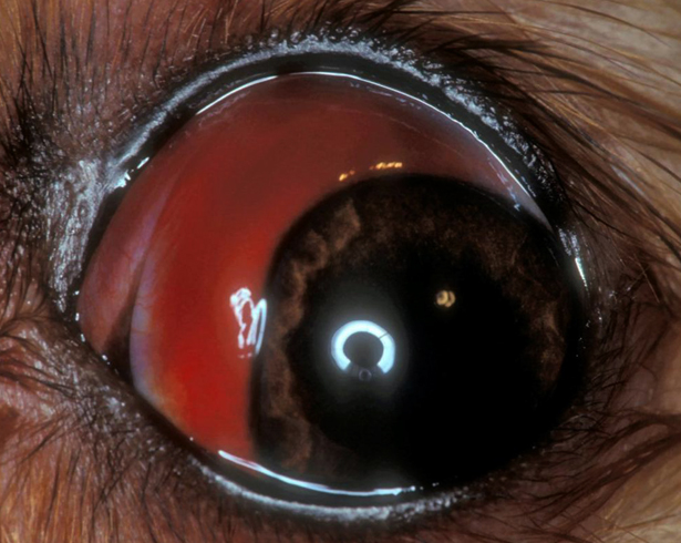 Кровоизлияние в глаз у собаки