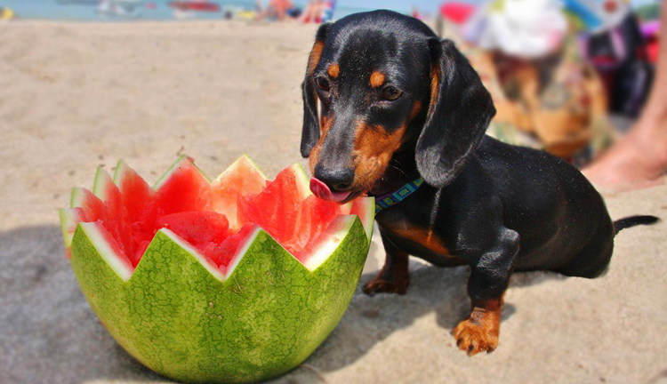 Собака кушает арбуз на пляже