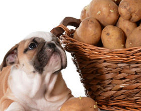 Можно ли давать собаке картошку?