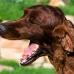 Сердечный кашель у собаки: симптомы, признаки и лечение