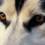 Глаза и зрение собаки: особенности и строение