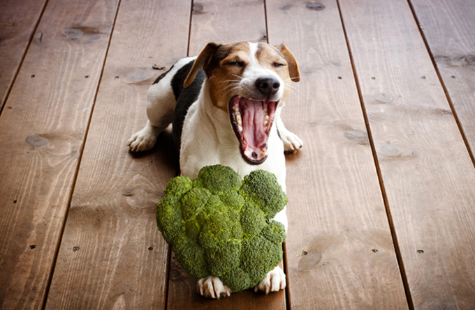 Can I Give Broccoli to Dogs, Can I Feed Broccoli to Bulldogs.