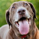 Собака тяжело и часто дышит (высовывая язык): причины и что делать