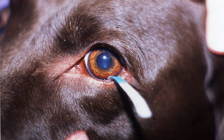 Красный глаз у собаки