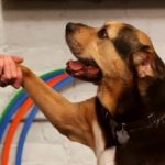 Как научить собаку команде «Дай лапу» — советы и упражнения