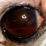 Кровоизлияние в глаз у собаки: причины и лечение