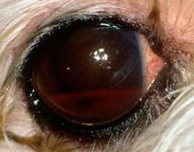 Кровоизлияние в глаз у собаки