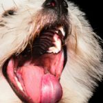 Ларингит у собаки: симптомы и лечение
