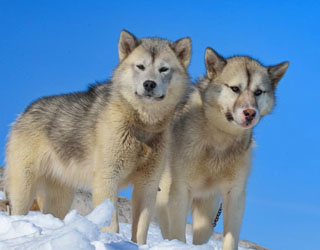 Гренландские собаки