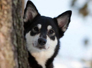 Лопарская оленегонная собака за деревом