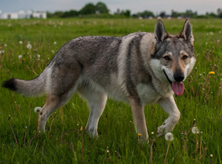 Чехословацкая волчья собака на травке