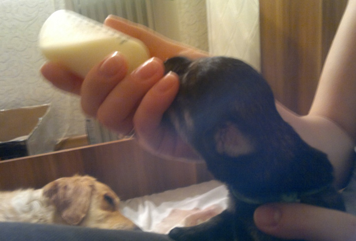 Молочко для щенка