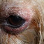 Отек глаз у собак: причины и что делать