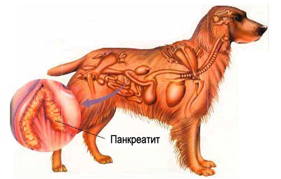 Панкреатит у собаки