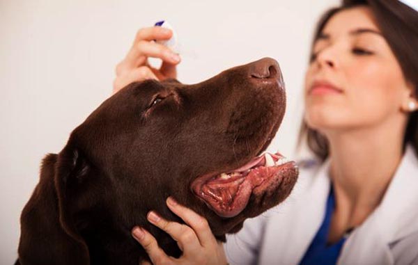 Ветеринар лечит глаза собаке
