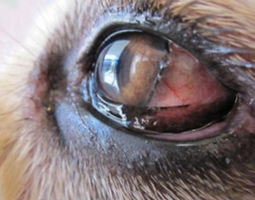 Красные белки глаз у собак: причины и способы лечения, от чего возникает слезоточивость