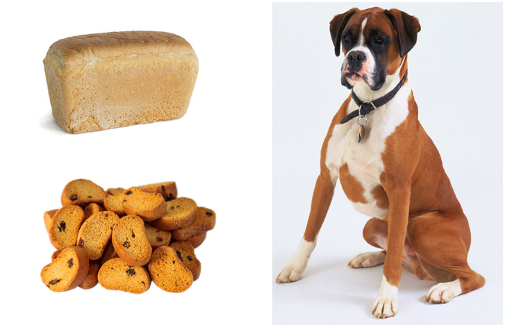 Собака с сухарями и хлебом