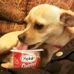 Можно ли собаке давать йогурт: польза и вред