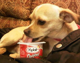 Можно ли собаке давать йогурт
