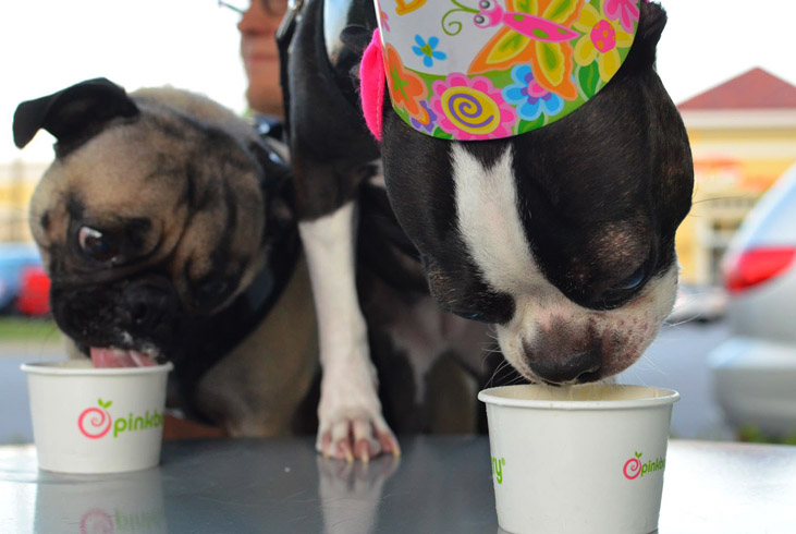 Собаки кушают йогурт