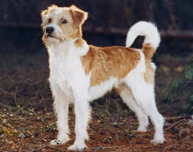 Кромфорлендер: описание породы, цена собаки, особенности воспитания и ухода, выбор щенков, фото и отзывы