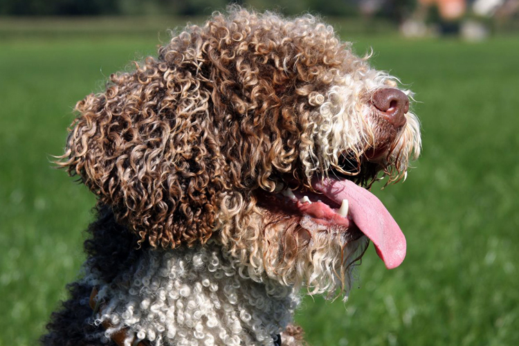 Испанская водяная собака с языком