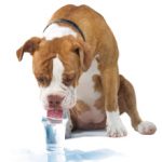 Сахарный диабет у собак: причины, симптомы и лечение