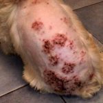 Демодекоз у собак: симптомы и лечение (с фото)