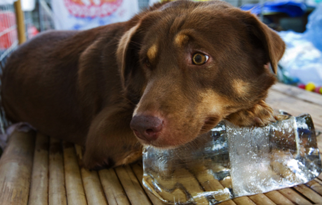 Собака со льдом