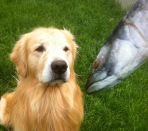 Собаке предлагают рыбу
