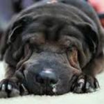 Воспаление легких у собак: причины, симптомы и лечение