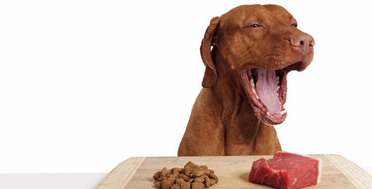 Собака выбирает мясо