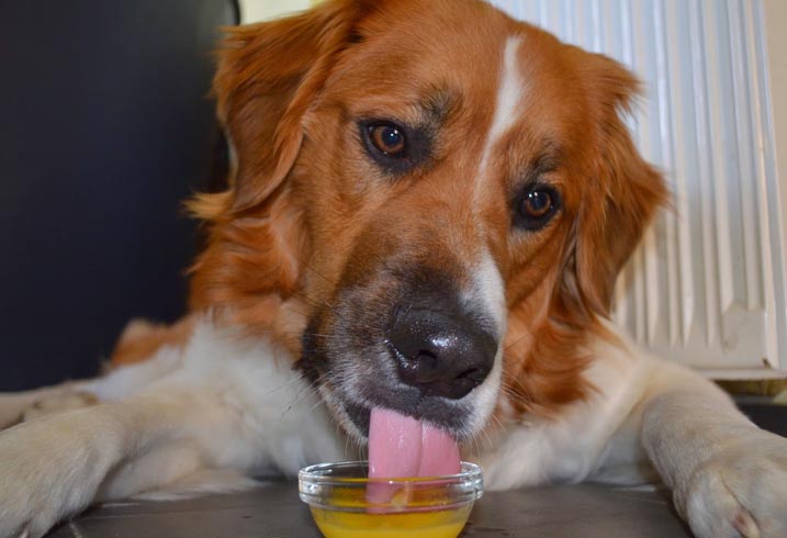 Собака и апельсиновый сок