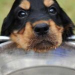 Если собака пьет мало воды — причины и что делать