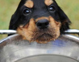 Если собака пьет мало воды