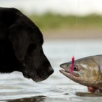 Рыба собакам: какую можно давать, а какую нет