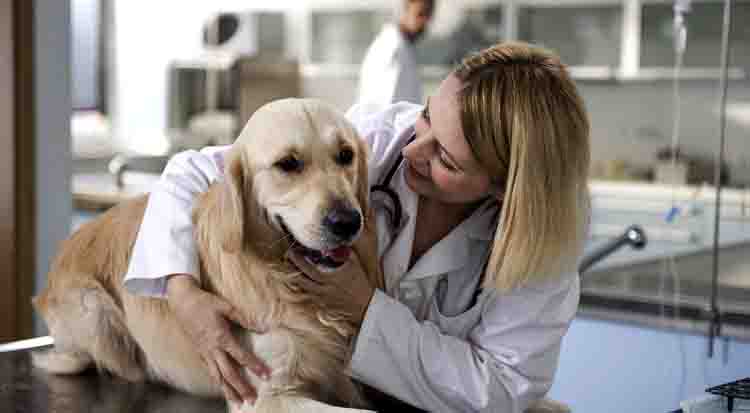 Лечение гастрита у собаки