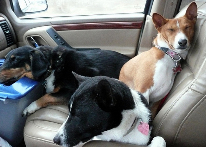 Собаки в закрытой машине