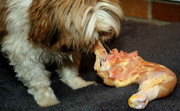 Собака кушает лапку