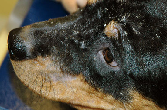 Себорея на лице у собаки
