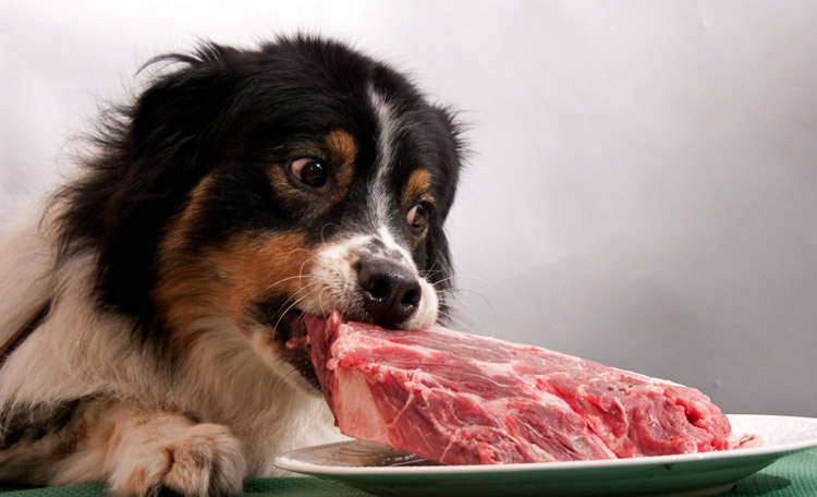 Собака есть мясо