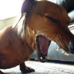 Вольерный кашель у собак: причины, симптомы и лечение
