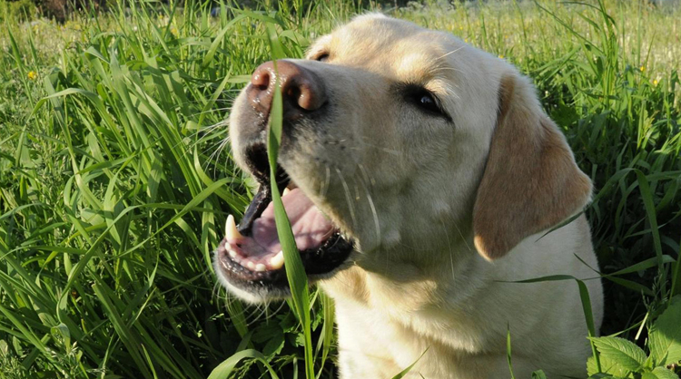 Собака кушает траву