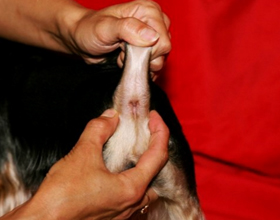 Абсцесс параанальной железы у собаки