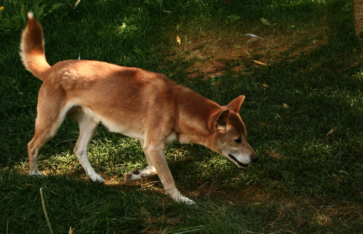 Новогвинейская поющая собака няхает